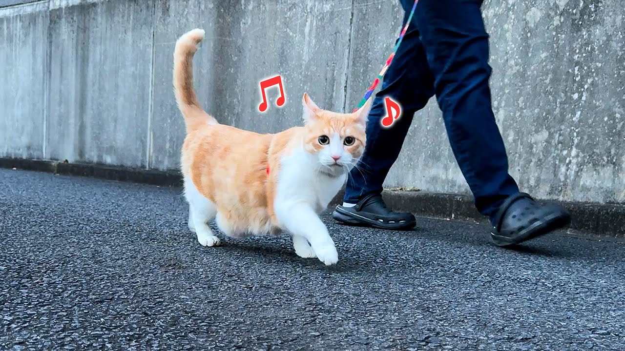 【上機嫌】新しい散歩コースを発見してウキウキになってしまう猫が可愛すぎましたwwww