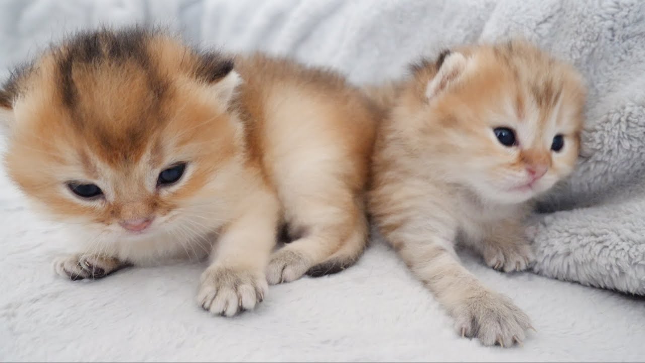 The cutest twin cats I've ever seen