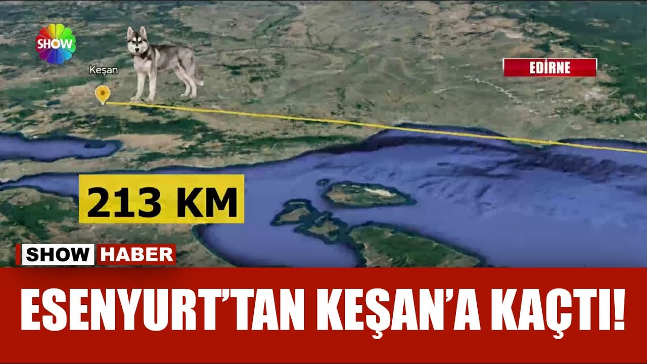 Oreo isimli köpeğin 213 km'lik firarı!