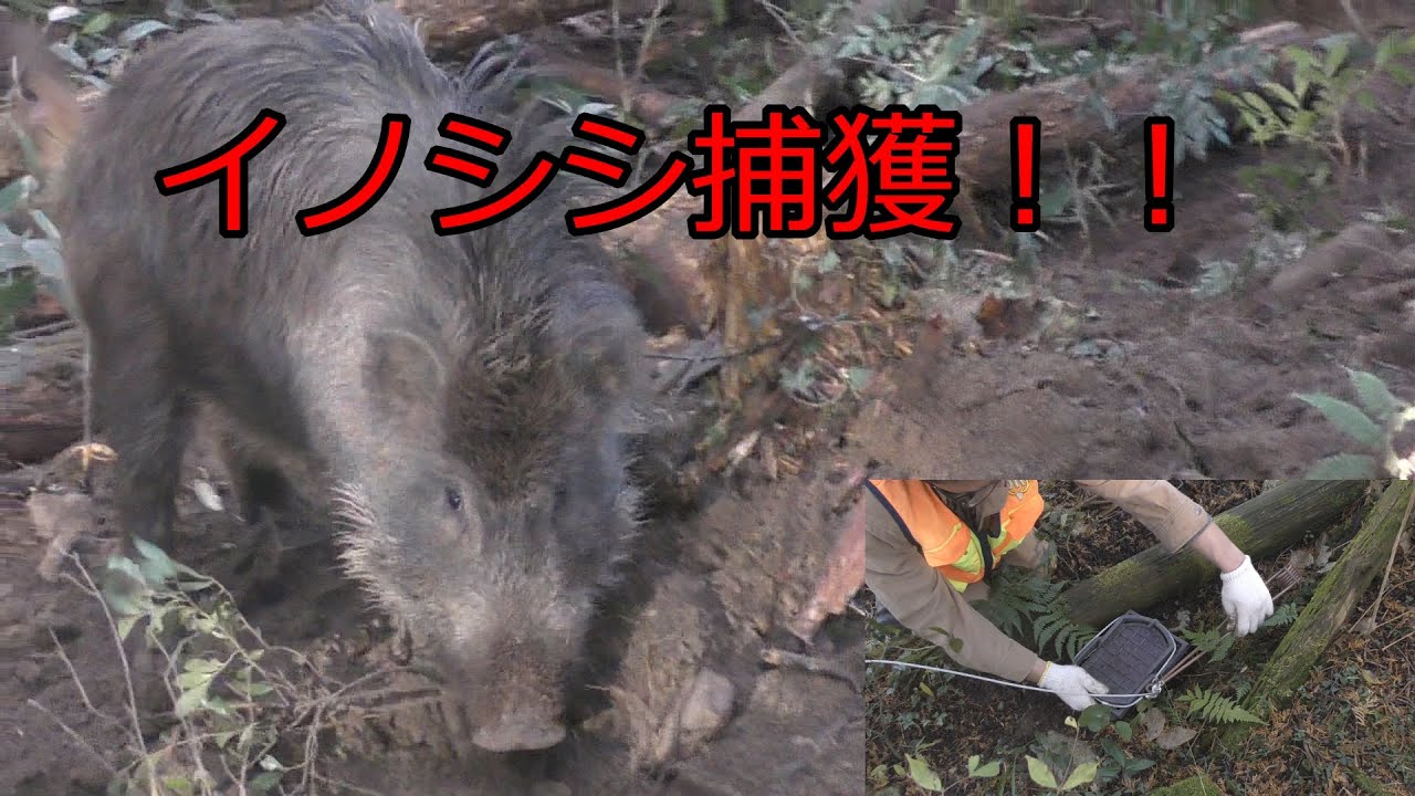 『太田製作所くくり罠』設置からのイノシシが掛かるまで