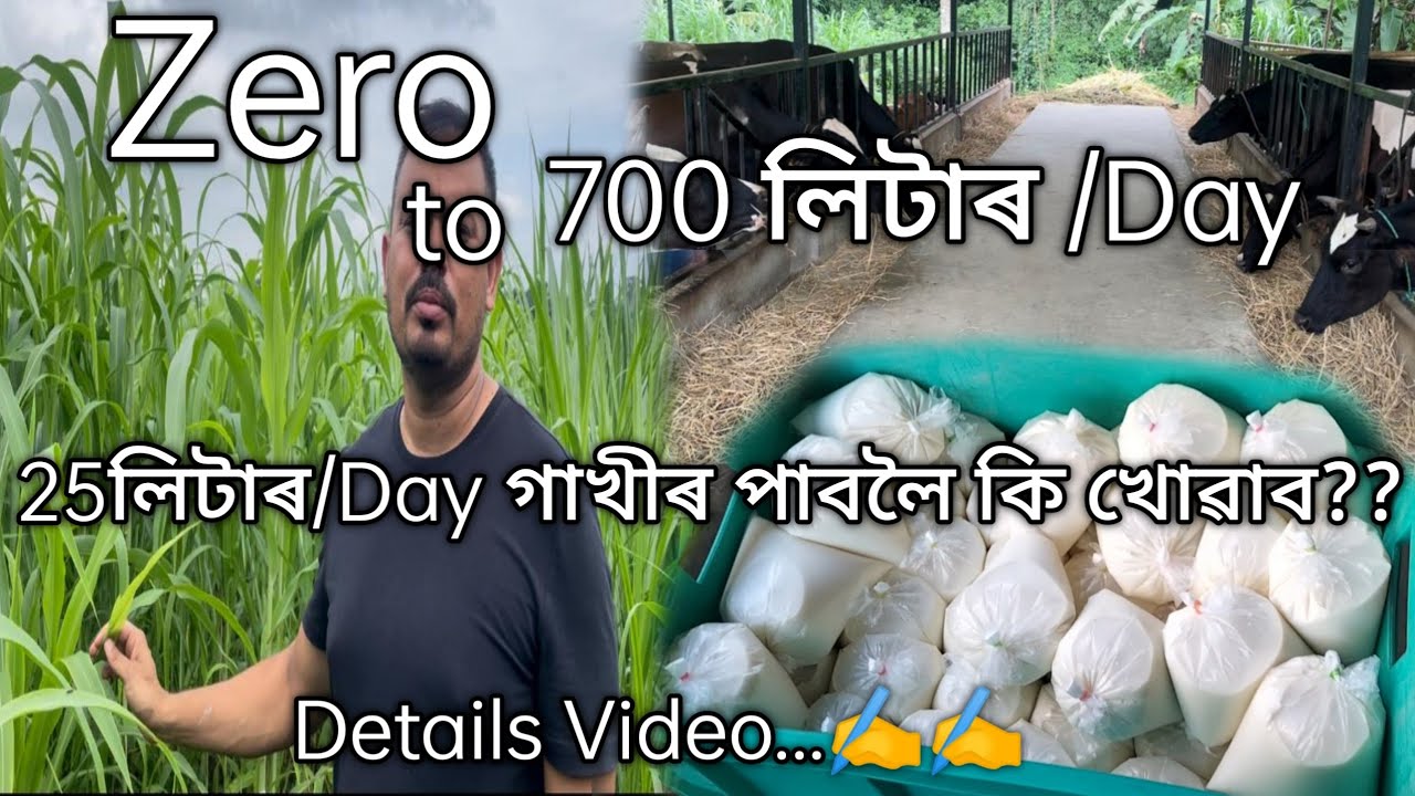 এখন Succesful Dairy Farm ৰ কাৰনে কৰিব লাগিব এই কেইটা কাম।DAIRY FARM ৰ A to Z.......@Dr.P63