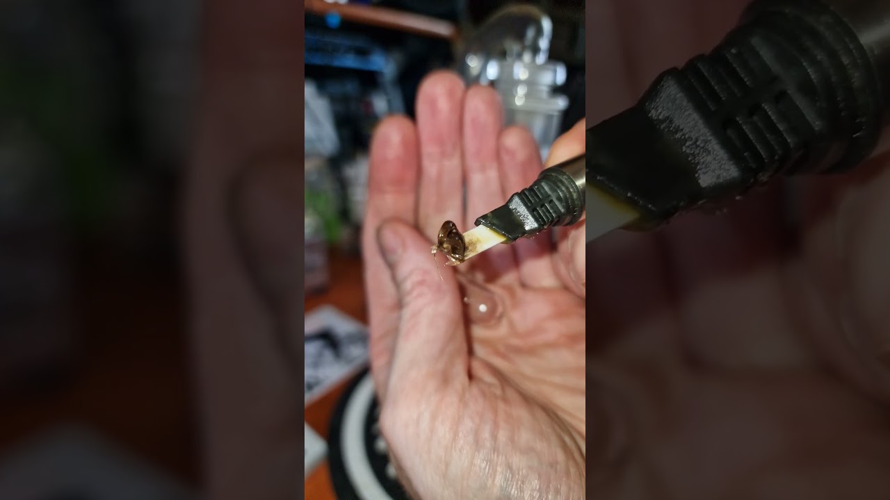 ALASKAN THUNDER | Sundial, 4C Labs & Xeal Pharma | DAB TEST