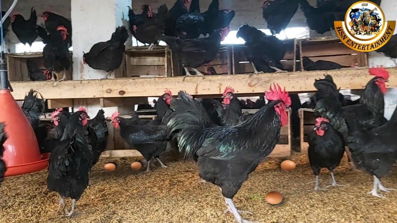 Visit Australorp Farm its not a free range farming - Hsn Entertainment
