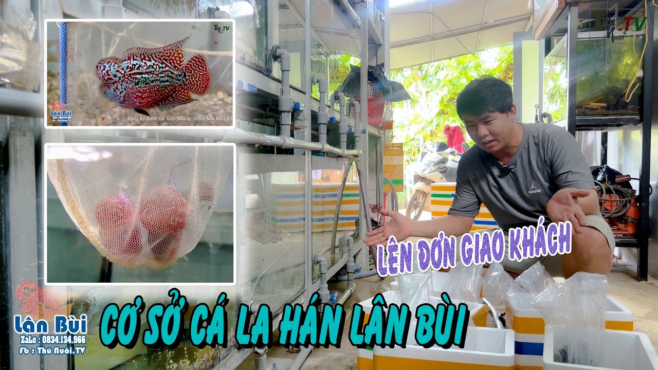 Lên Đơn 300k 1 Cặp Cá La Hán Dập Tan 