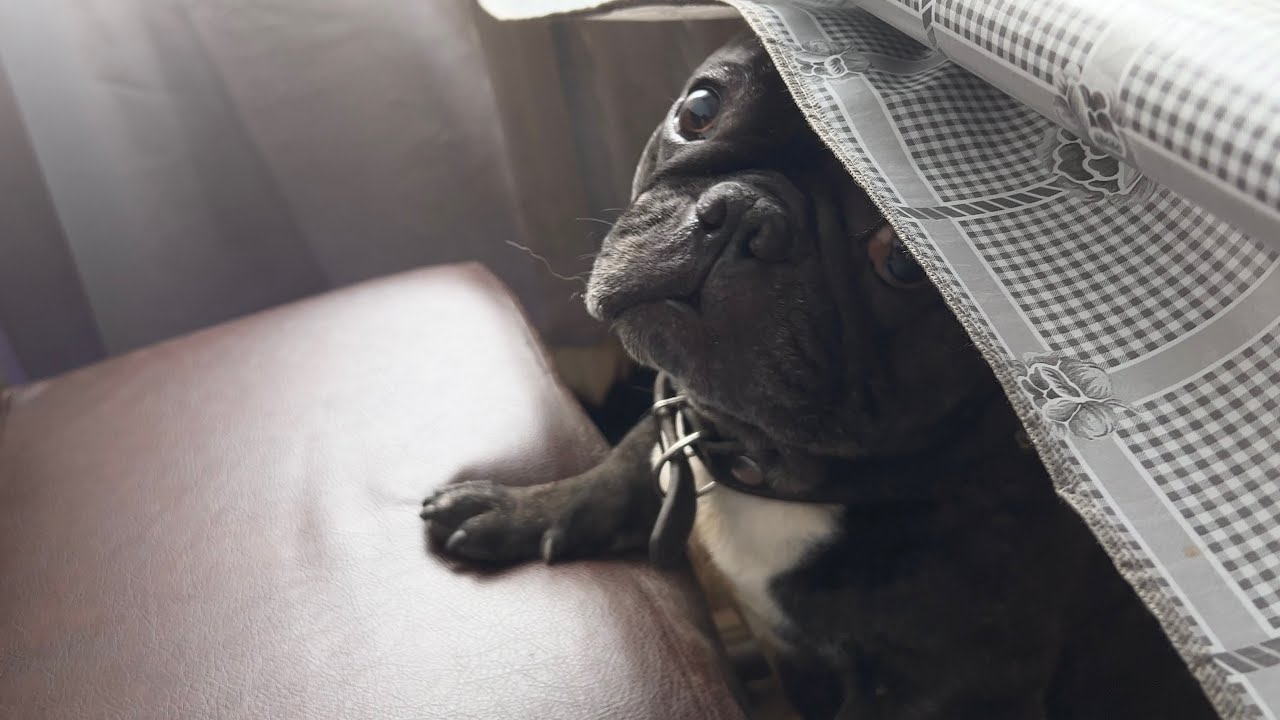 French bulldog makes me walk in the rain