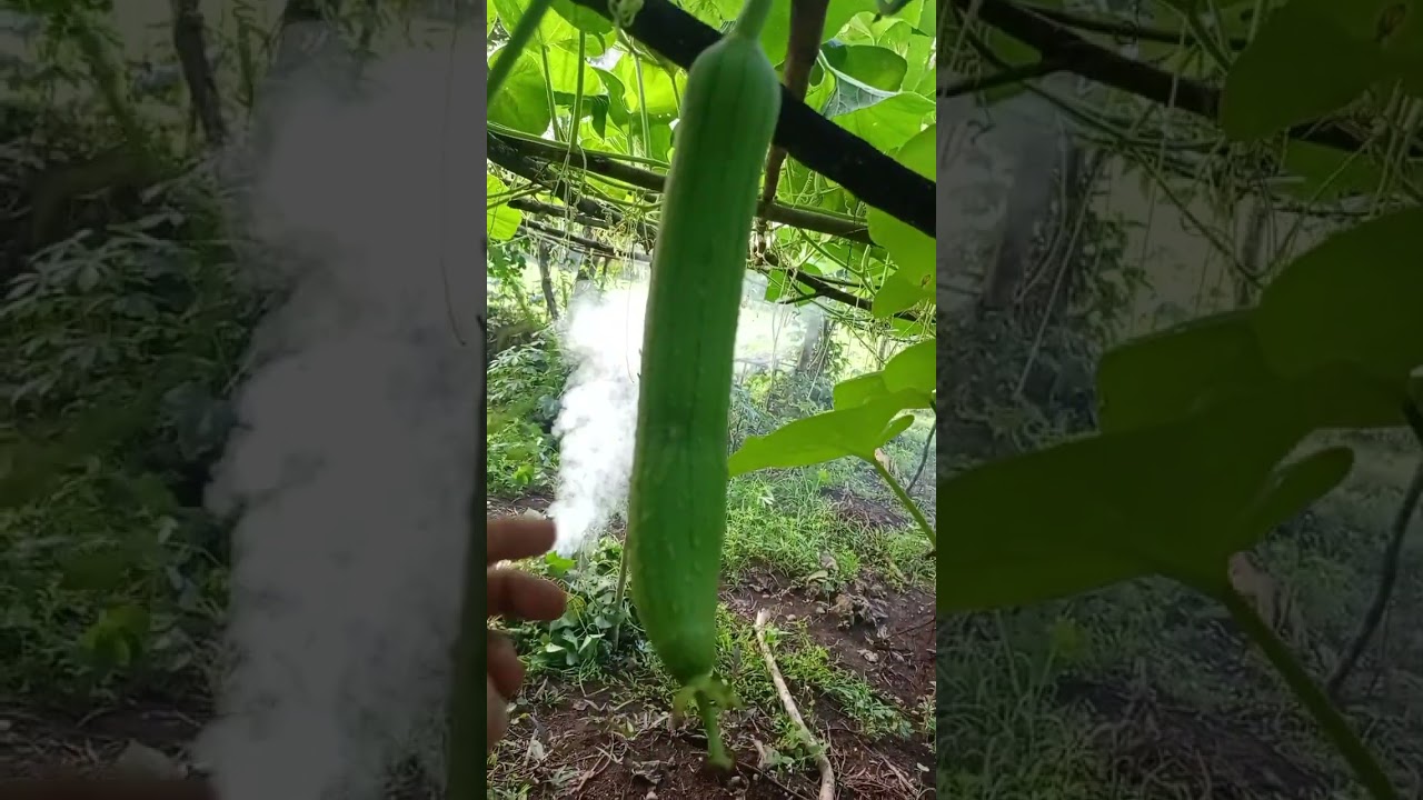 Guiding my Ampalaya #fyp #farming #farmlife #guidingmyampalaya
