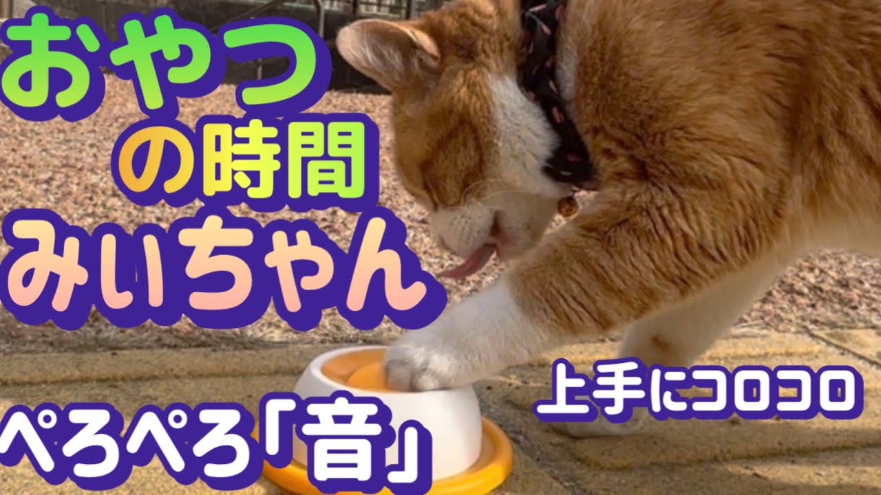 【バス営業所で暮らす地域猫「みぃちゃん」】バレンタインにプレゼントをあげました