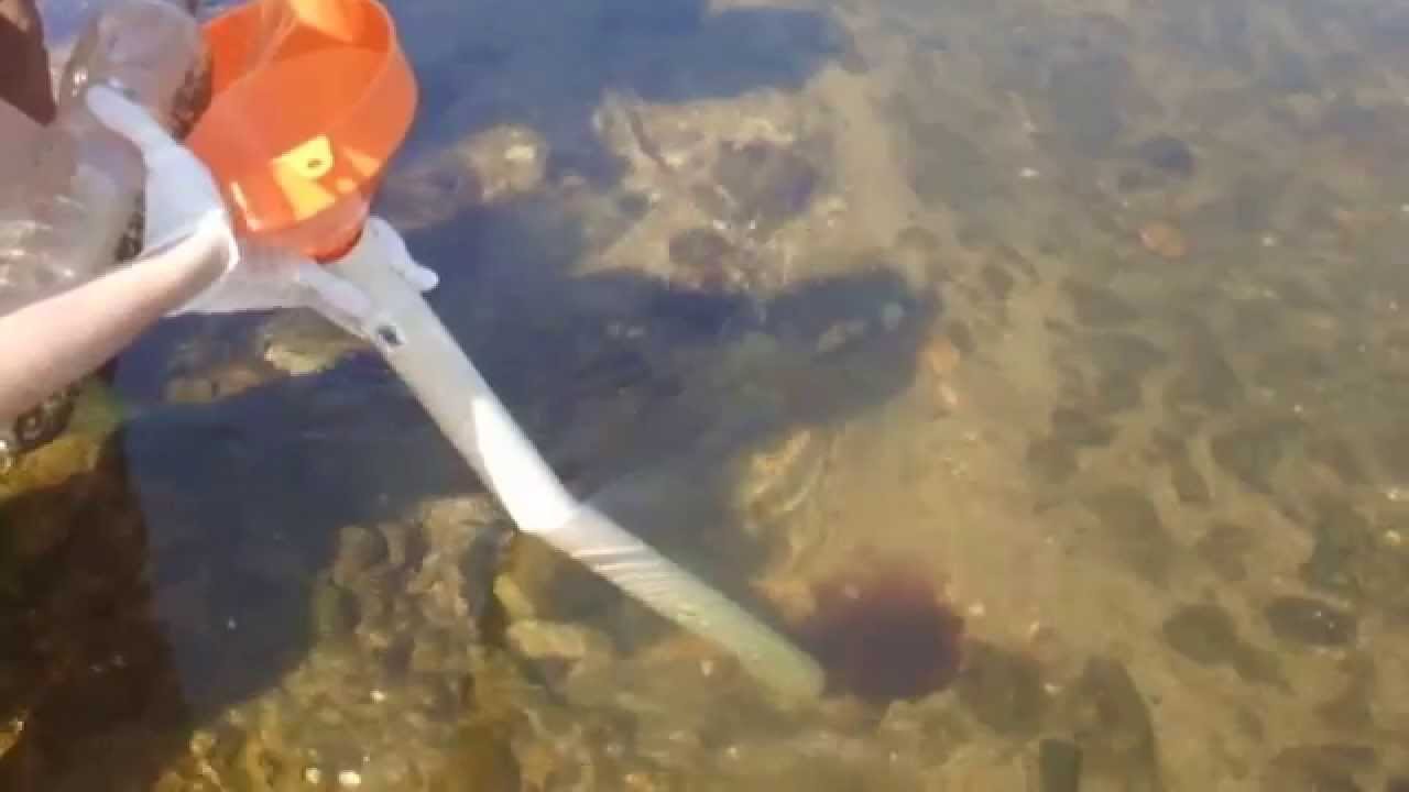 Projet iFontis : Injection de naphtionate le 10/09/14 dans une perte en Loire à Jargeau (Loiret)