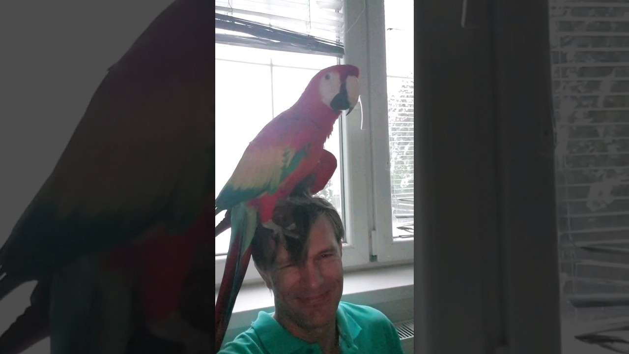601 - Ara arakanga Marek si ustlal na m&eacute; hlavě😀