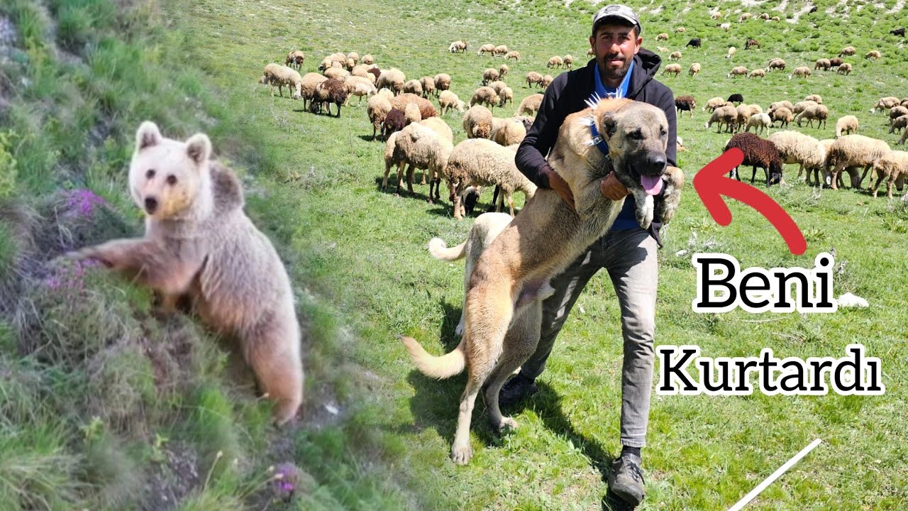 AYI DRONDAN KORKUP ÜZERİME GELDİ ~TYSON ARAYA GİRİP BENİ KURTARDI ~bear attack ~kangal vs bear