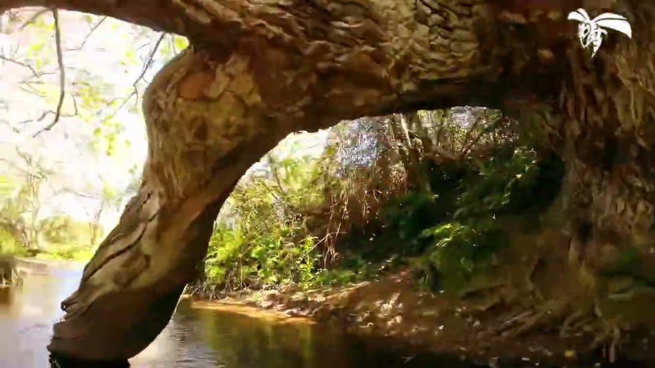 Isle of Wight Dragon tree