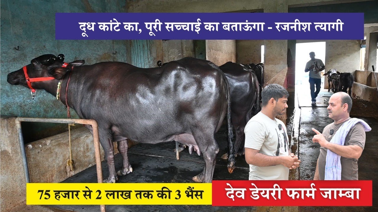 दूध कांटे का, पूरी सच्चाई का बताऊंगा RAJNISH TYAGI || DEV DAIRY FARM JAMBA, PANIPAT