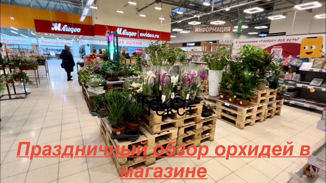ПРАЗДНИЧНЫЙ обзор ОРХИДЕЙ в Глобусе