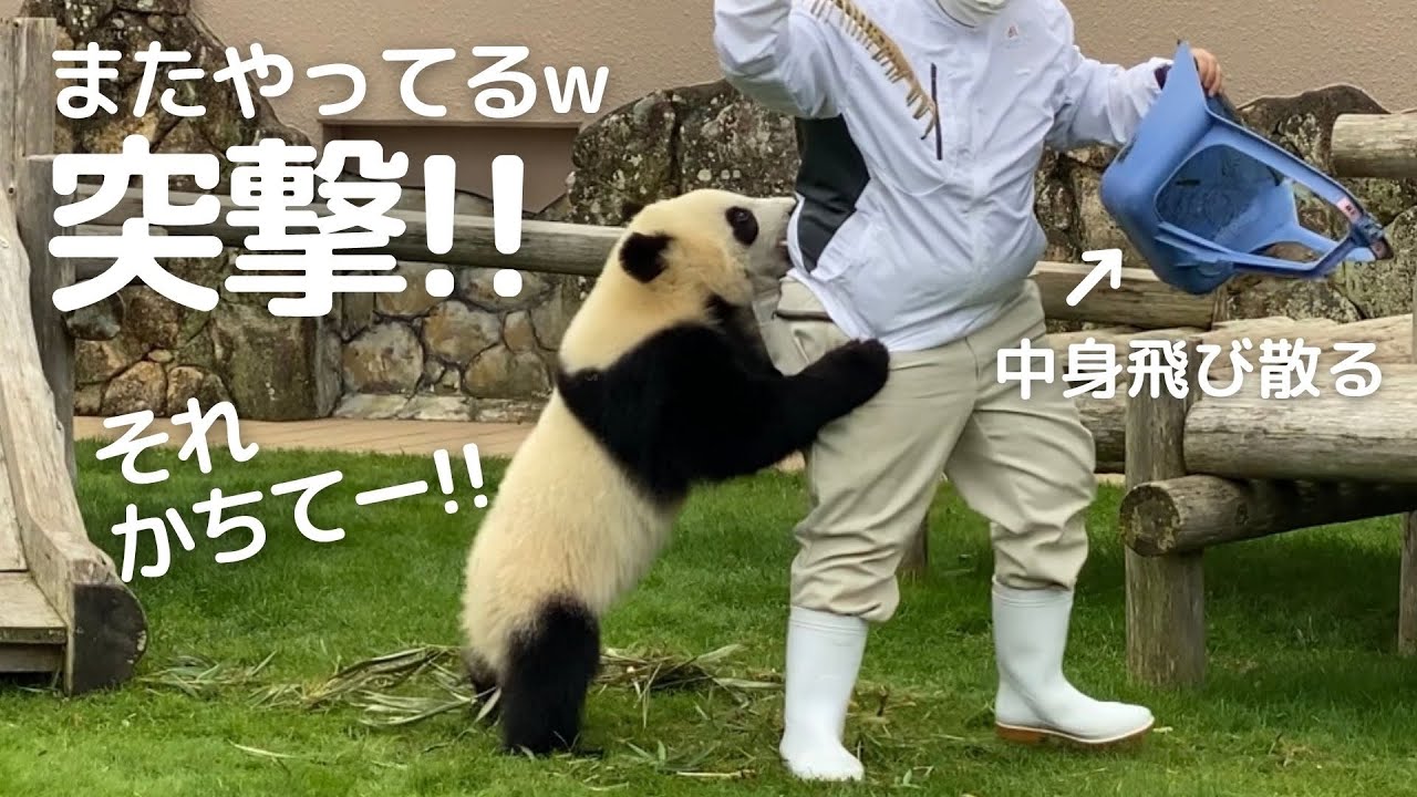 また…怪獣😂ゴミぶちまけて大暴れ💨飼育員さんとコントみたいなお掃除タイムw子パンダ楓浜🍁