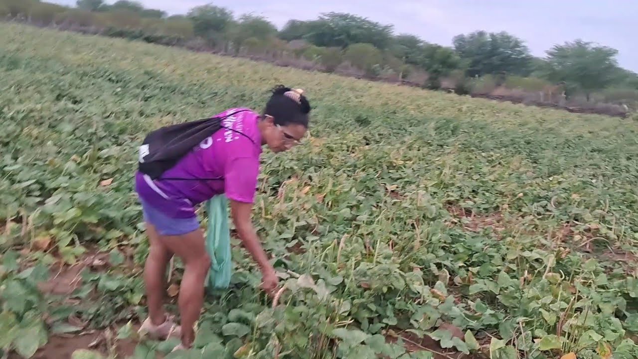 Panhando feijão verde em Mamoeiro no Sertão Nordestino 