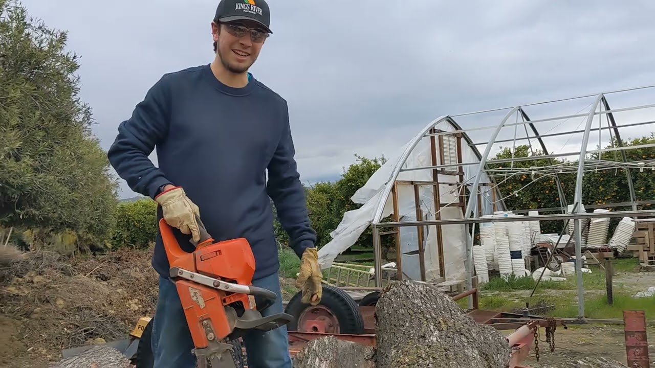 Husqvarna 575 XP Cutting Oak Firewood: Farmscapades Episode 18