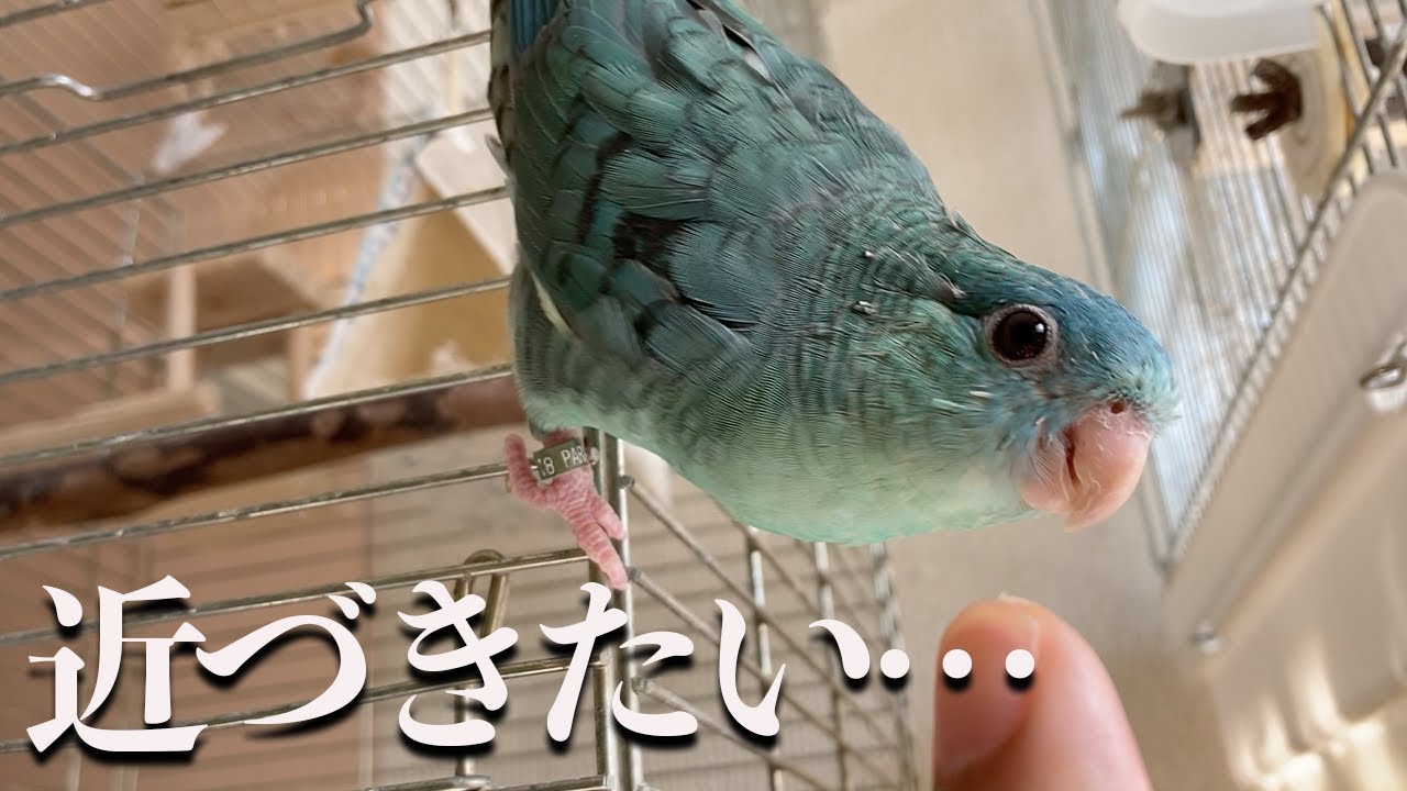 懐かないインコを懐かせる【サザナミインコ】