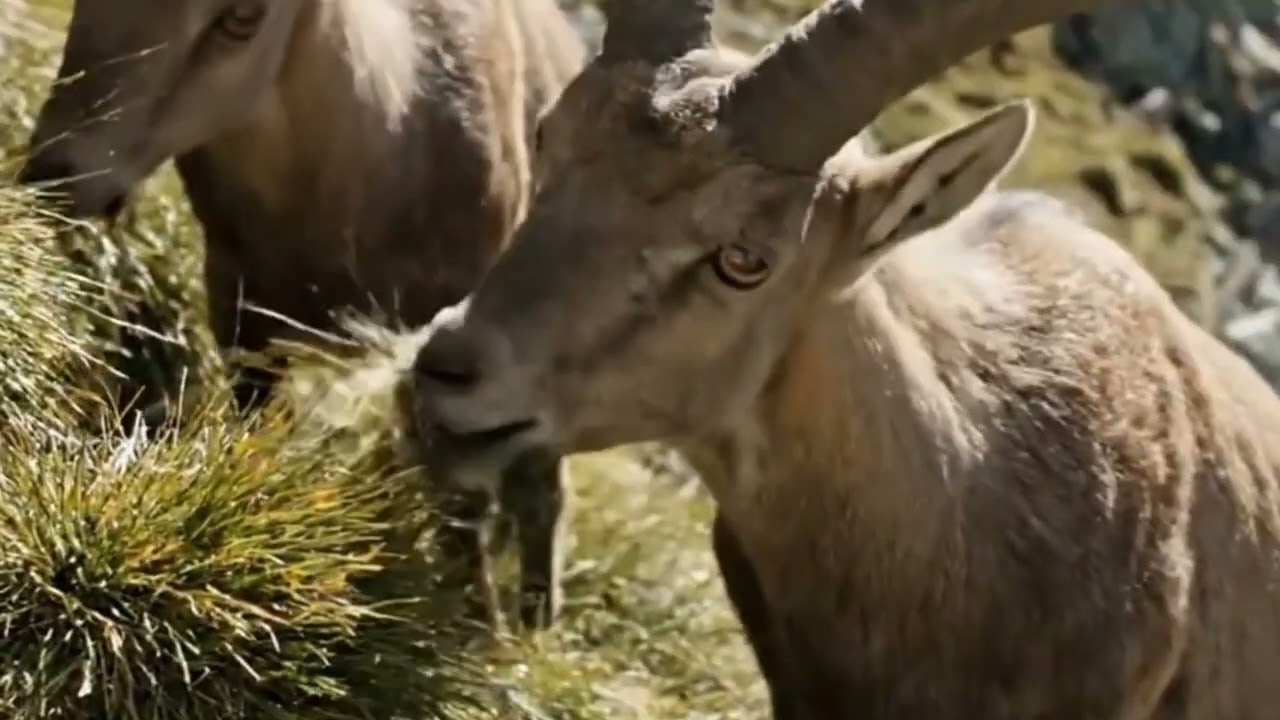 They dance on the edge of the impossible&mdash;Himalayan ibex, masters of the vertical world | #ibex #new