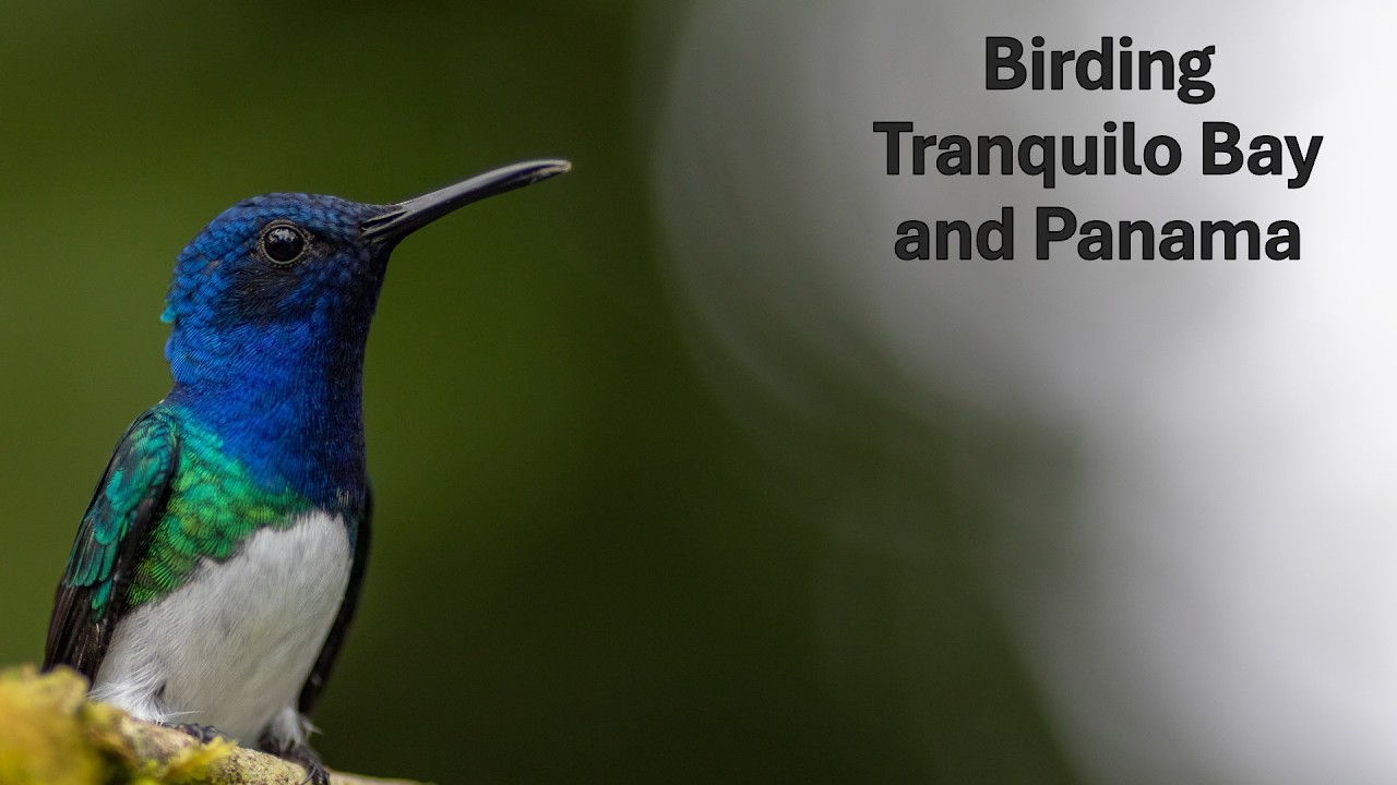 Birding Tranquilo Bay and Panama