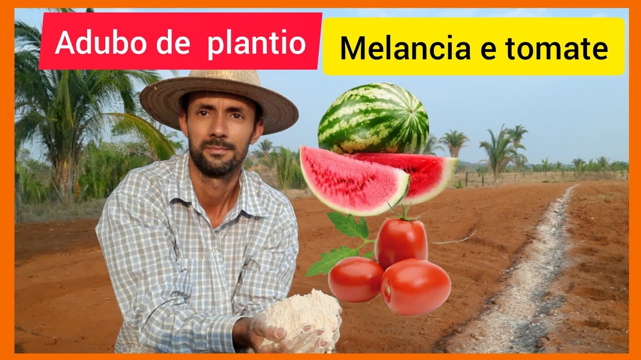 Adubaçao de fundação no solo para plantio de Melancia e Tomate  🍅 🍉
