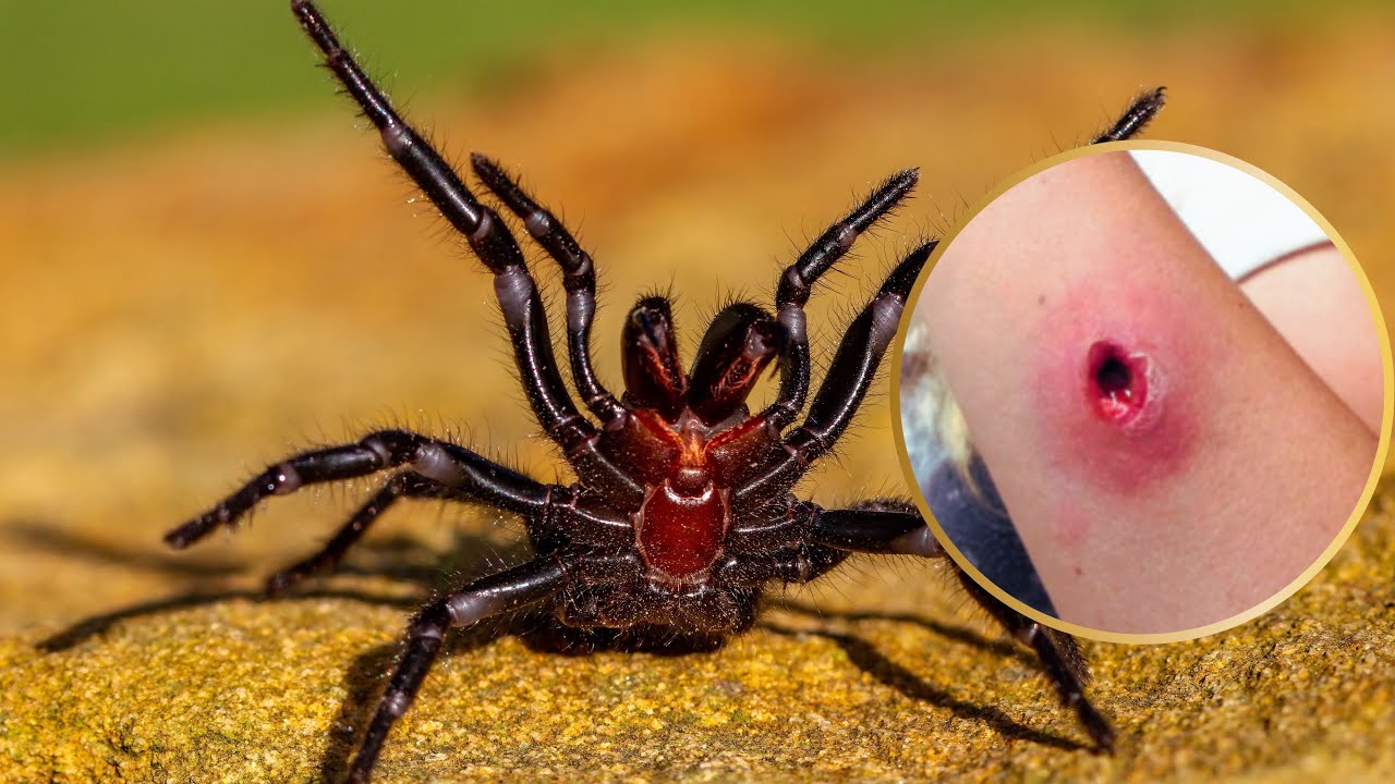 Top 5 Most Deadliest Spiders: Below 2 Inches
