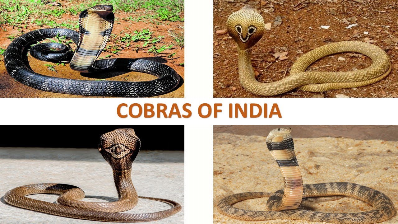 Cobras of India 🇮🇳 | Snakes | Indian Reptiles