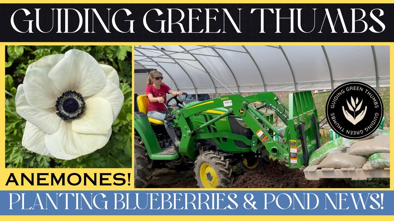 PLANTING BLUEBERRY BUSHES // ANEMONES! // A FUN FIND IN THE POND