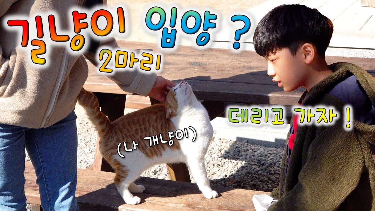 길냥이 애교 ㄷㄷㄷ 산속에서 만난 개냥이 두마리... 입양할까요?! [ 버섯도리 가족일상 ]