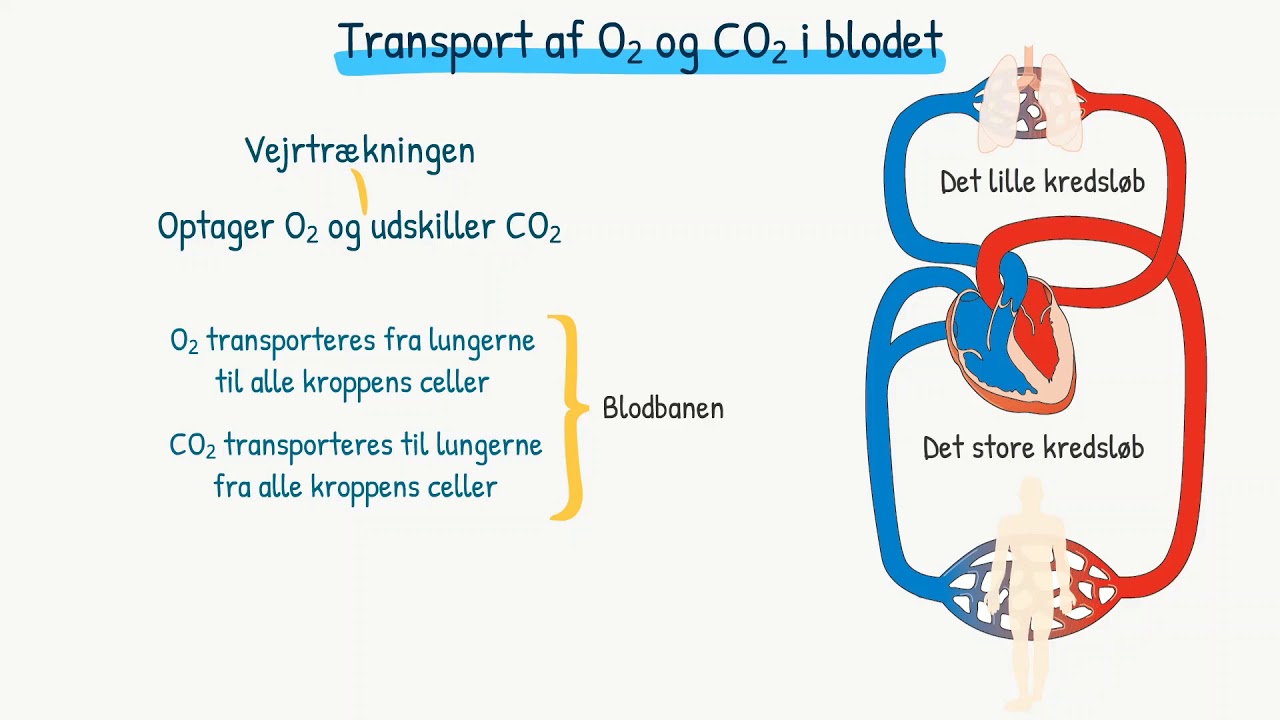 Respirationssystemet: Transport af ilt og kuldioxid i blodet