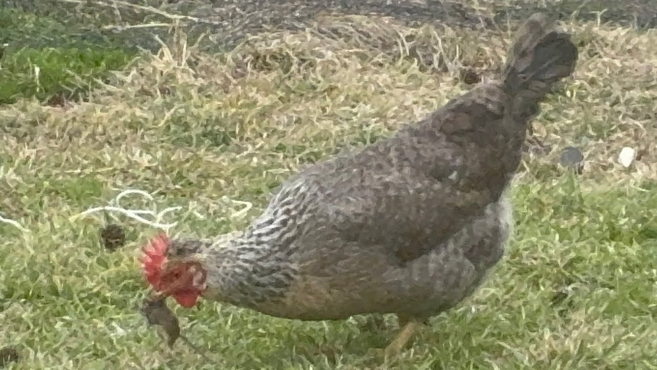 Chickens Playing Mice Ball