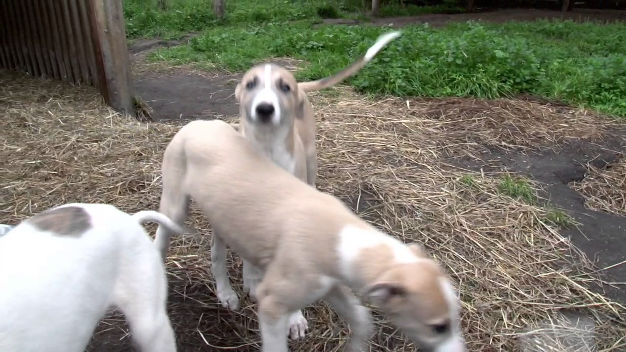 Greyhound care: Choosing a pup