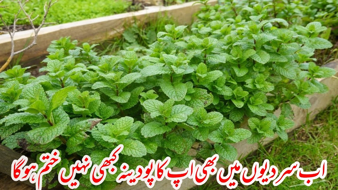 Unlock the secret to growing mint right in your home in winter 