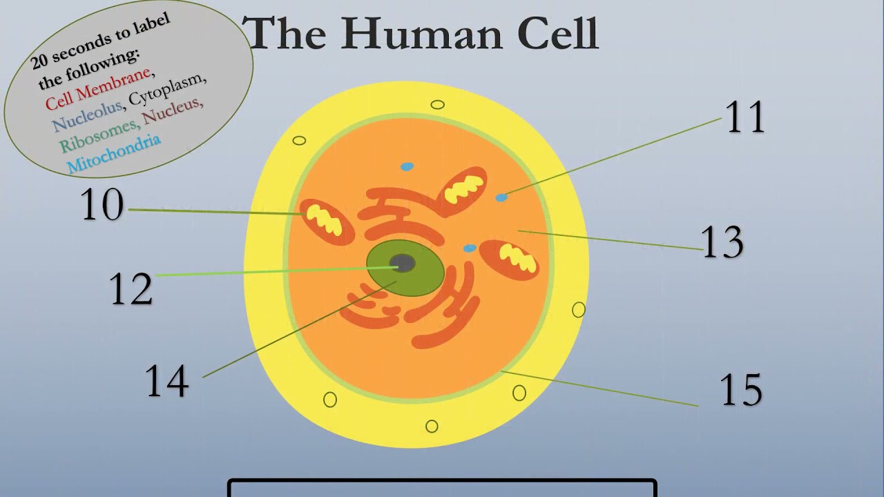 The Human Cell Quiz