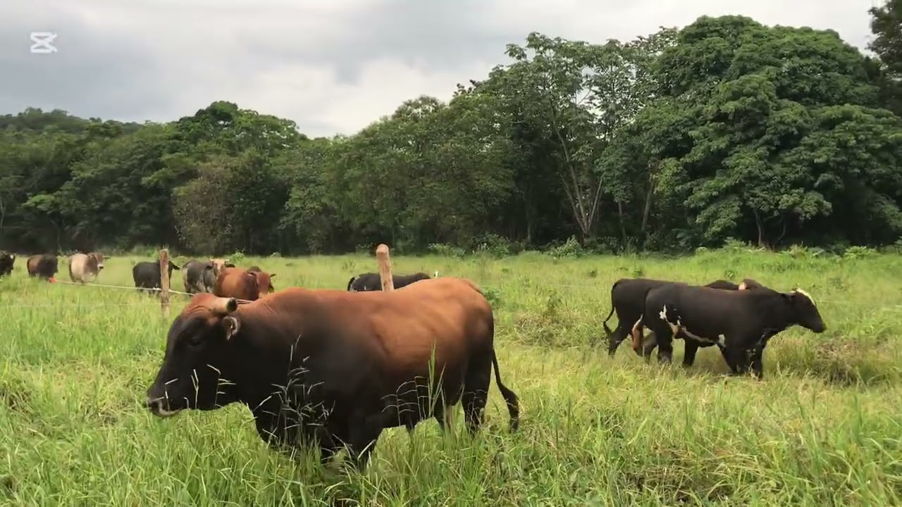 Toros engorde + cerco eléctrico ⚡️FINCA BONAO  #torosengordeRD