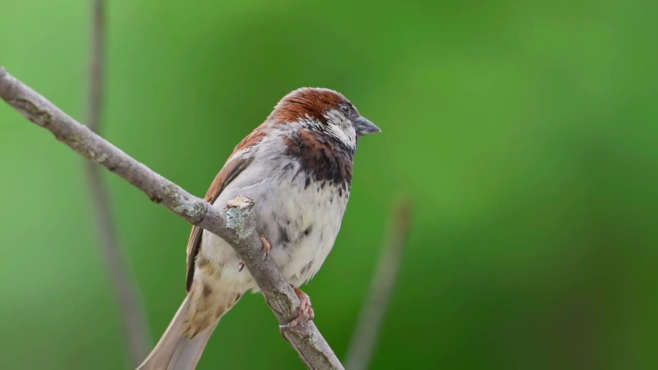 Some of my Bird photography [