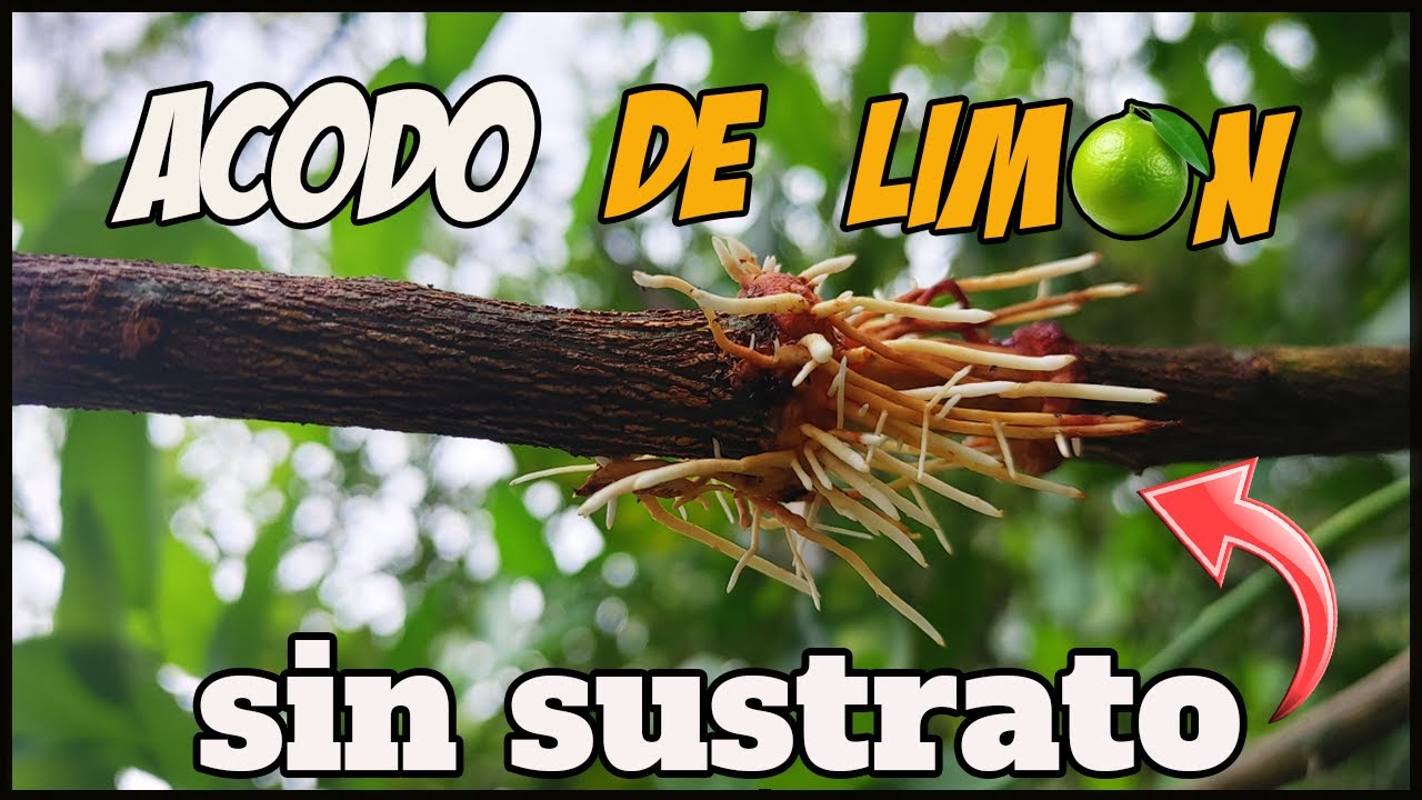 FUNCIONAN? acodos de limón SIN SUSTRATO