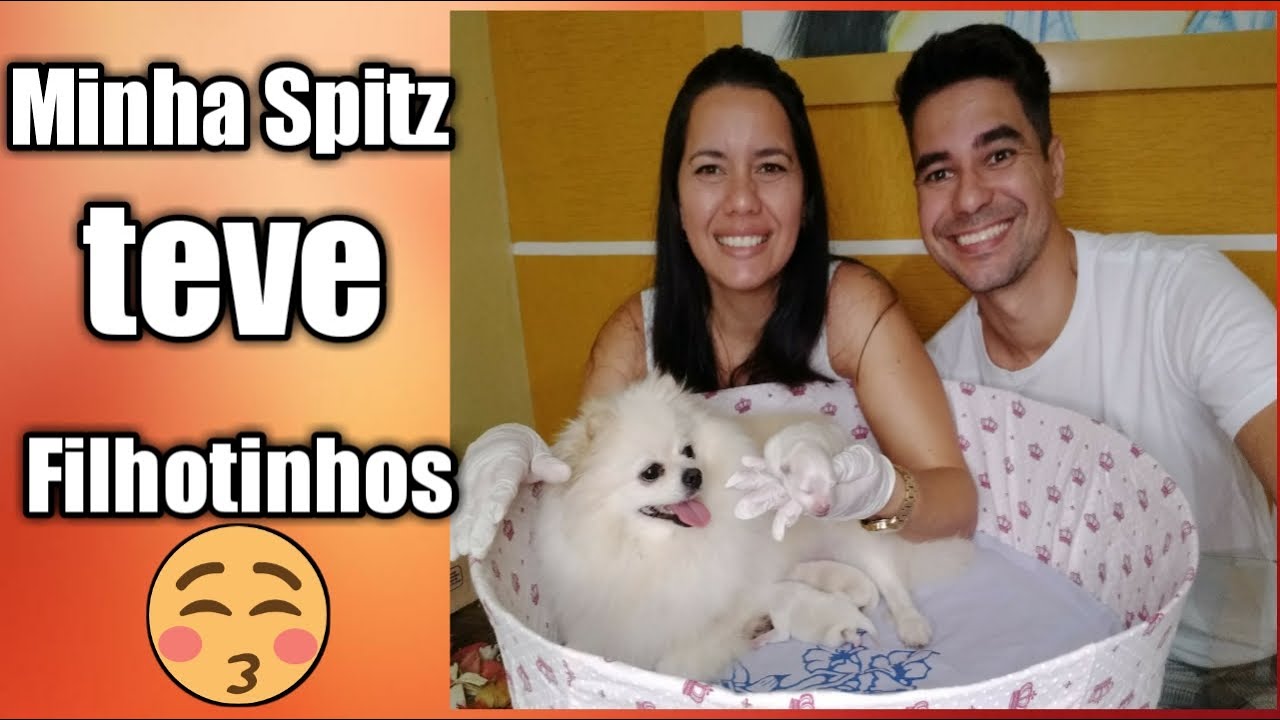 Minha Spitz teve filhotes