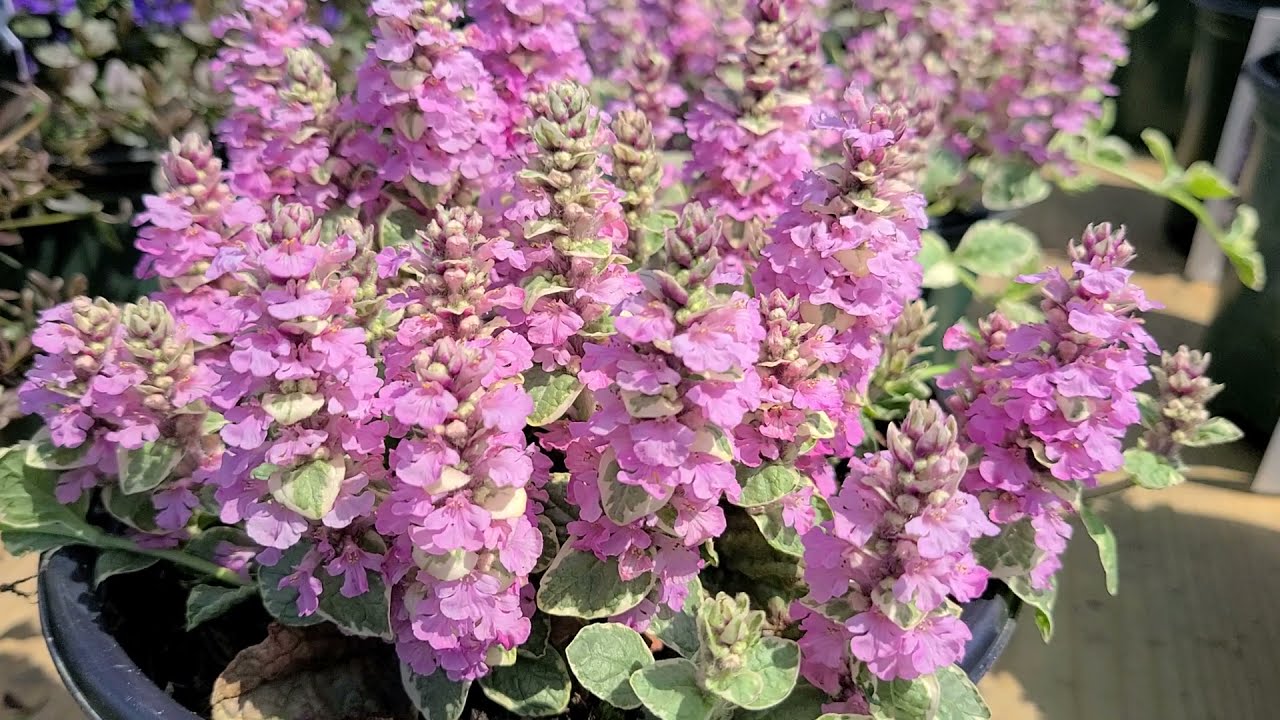 Ajuga 'Pink Lightning' //⚡️EASY to Grow Ground Cover with BRIGHT Pink Flowers & Variegated foliage!