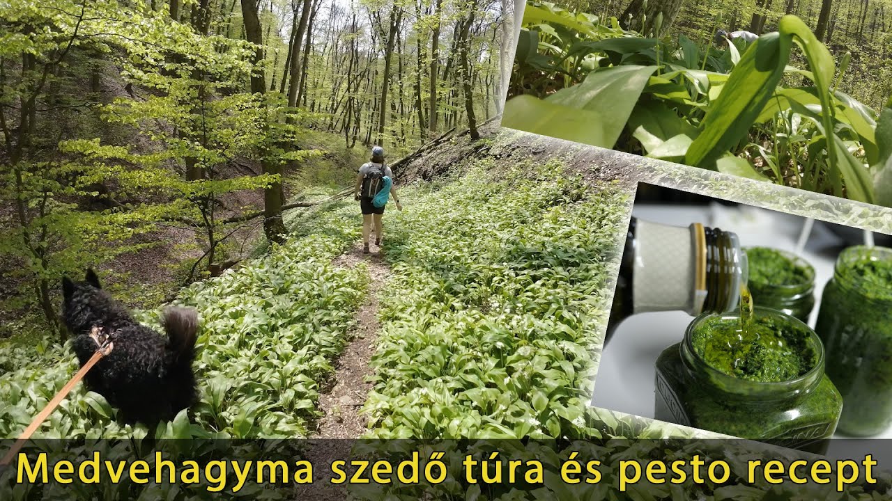 medvehagyma szedő túra és pesto recept