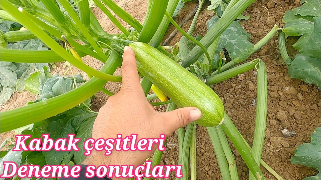 Kabak çeşitleri deneme sonuçları firmacıların hoşuna gitmeyecek pan  torpido hadra adr Alba seyden