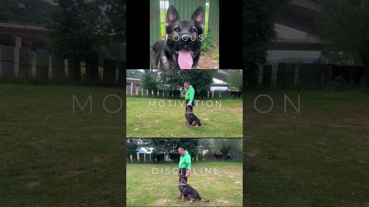 Max X - Personal Protection Dogs by Elite Protection Dogs