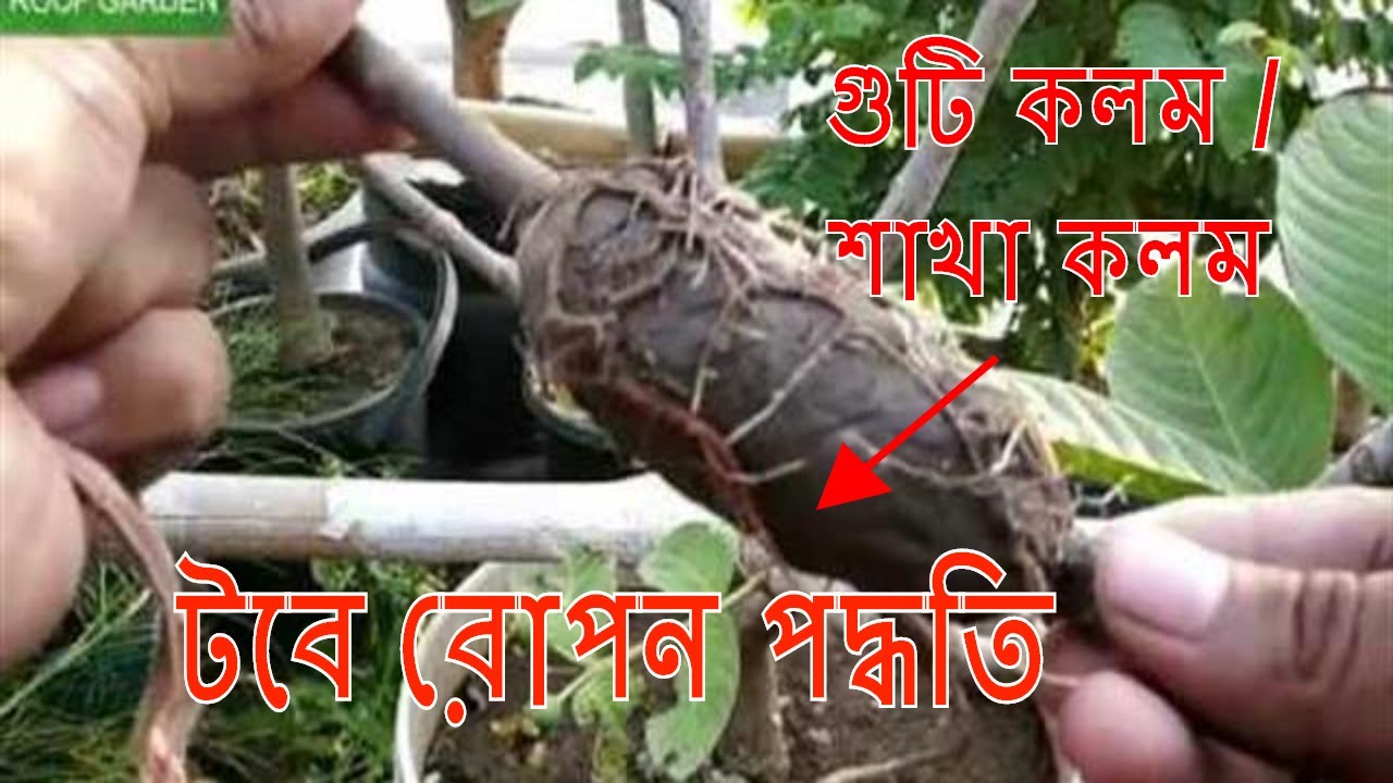 গুটি কলম পদ্ধতিতে চারা তৈরী ও টবে রোপন পদ্ধতি পর্ব-২ ll Bangla