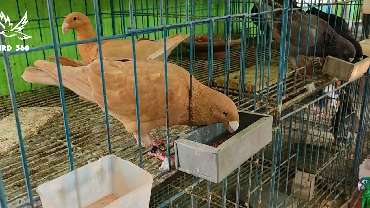 german beauty homer pigeons feeding in morning