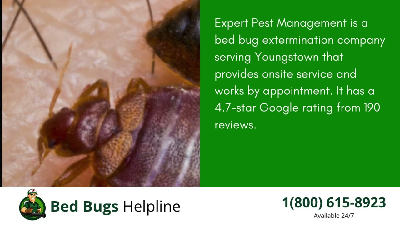 Top 3 Bed Bug Removal in Youngstown