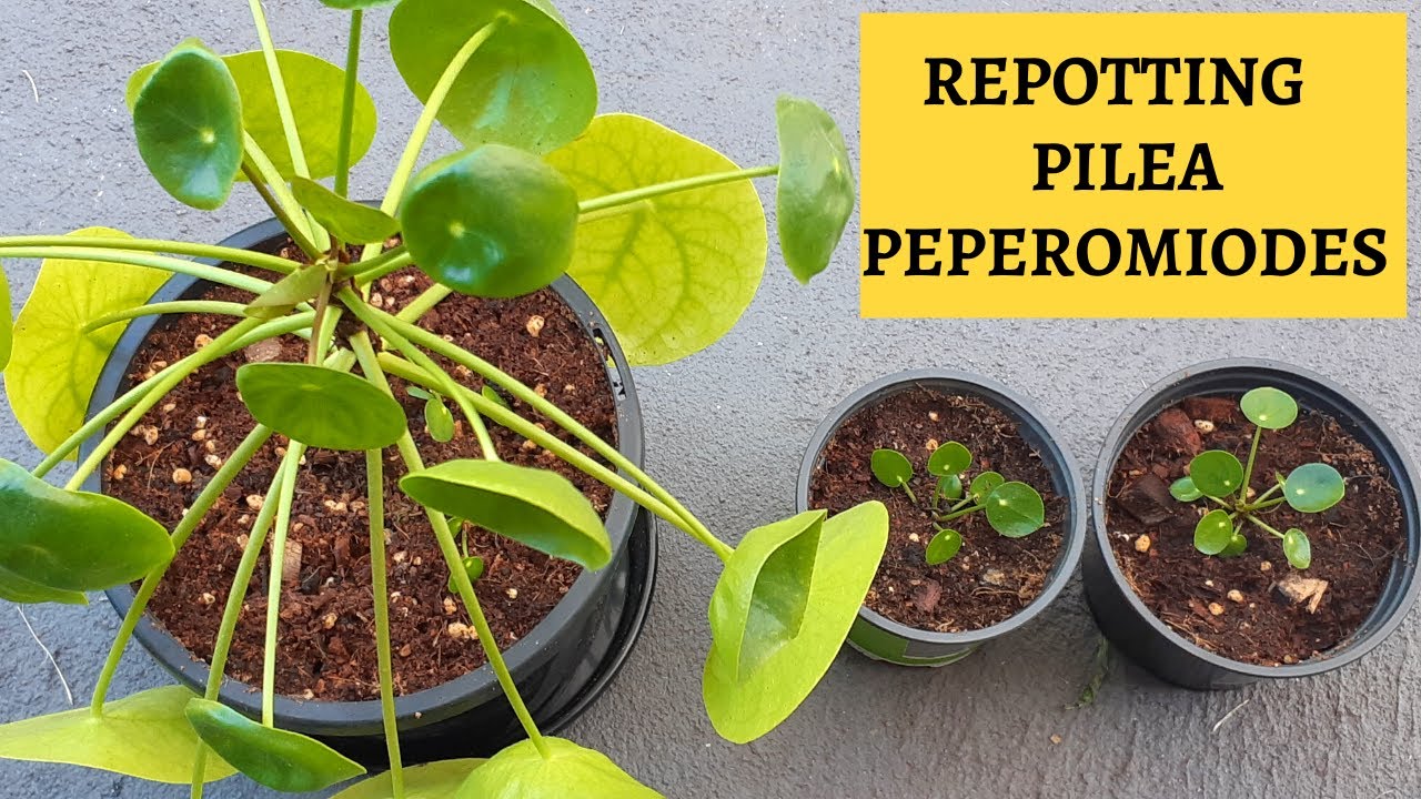 Pilea Peperomioides Repotting | Chinese Money Plant