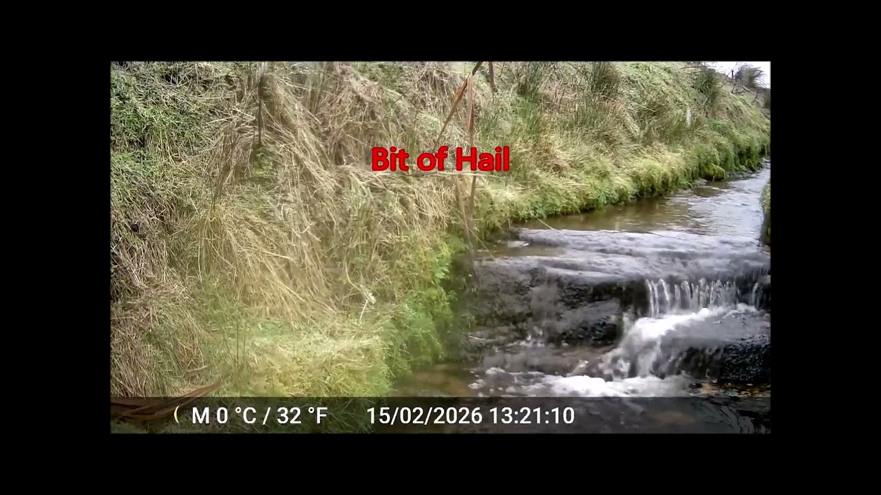 Trail Camera Crows Raven Pheasant