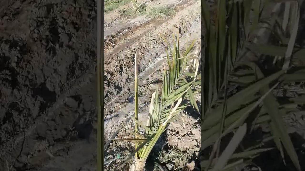 علاج فطريات  النخيل.. حلوه وتفرح القلب. #نخيل #نمو_طبيعي