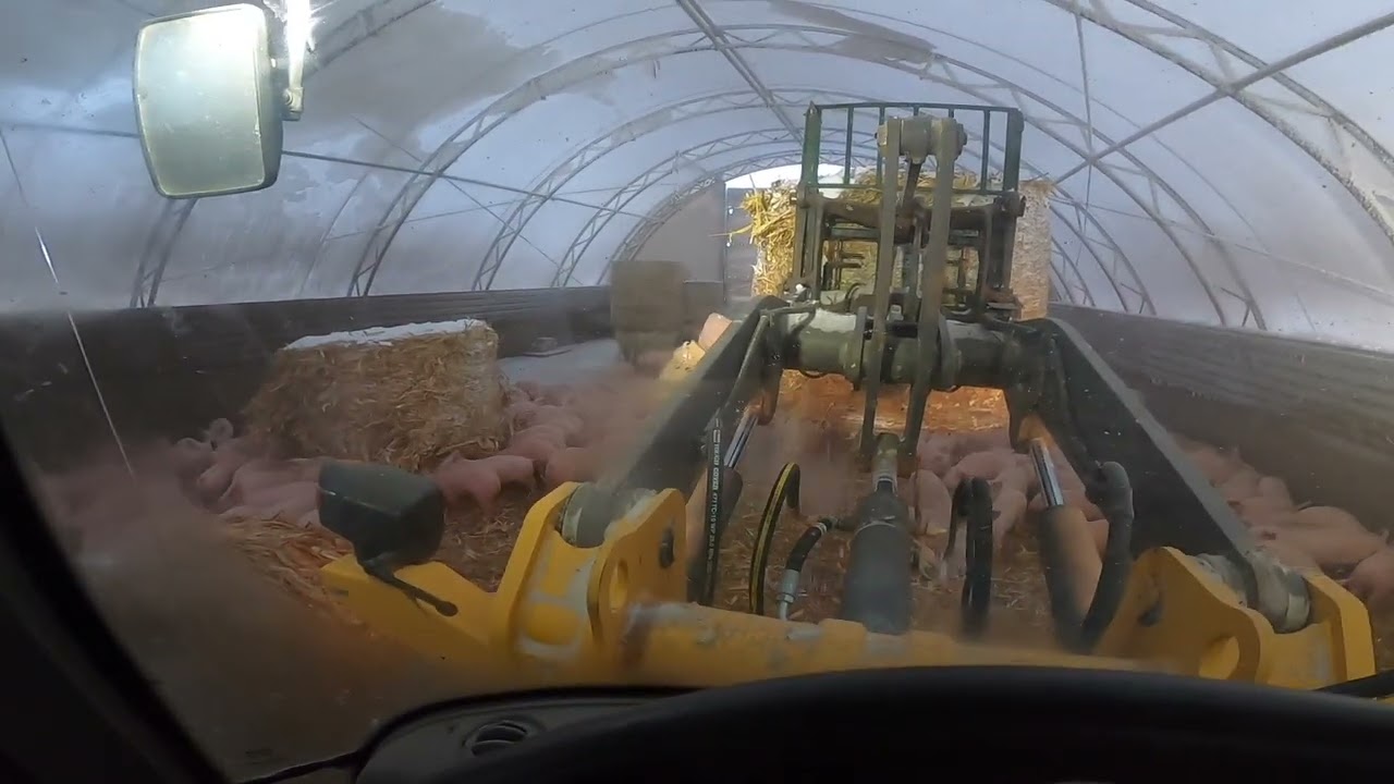 Bedding Livestock in -20 degrees