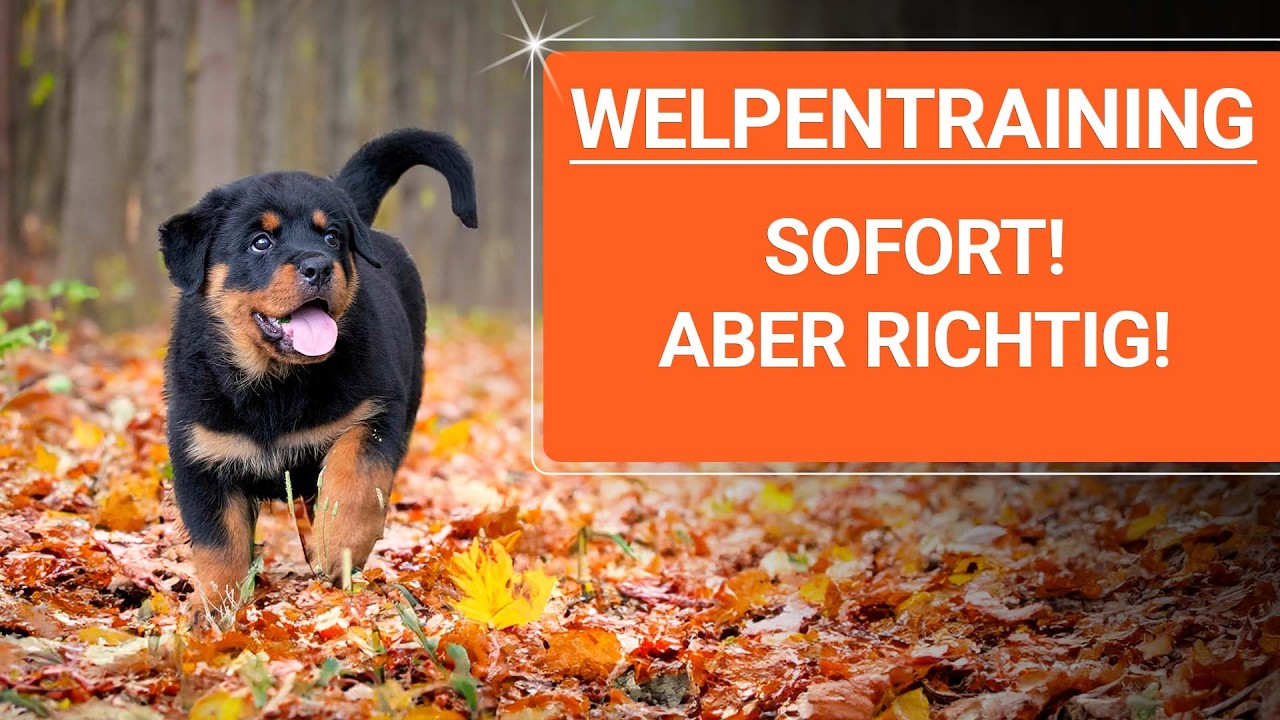 💥🐶 Der größte Fehler beim Welpen Training 👉 und wie du ihn vermeidest 🐶💥✔️