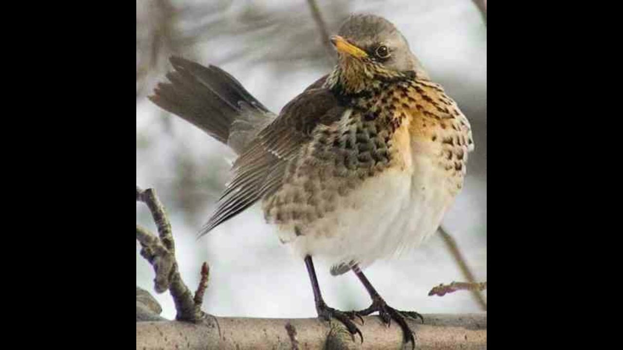Fieldfare Bird Call